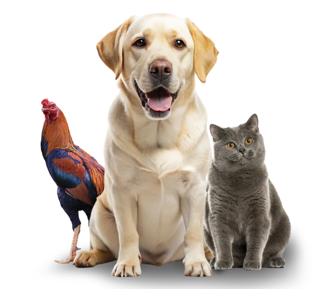 animals